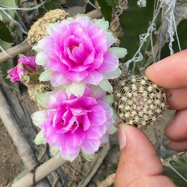 377丽花魅影歪3公分左右无根侧牙，20包邮