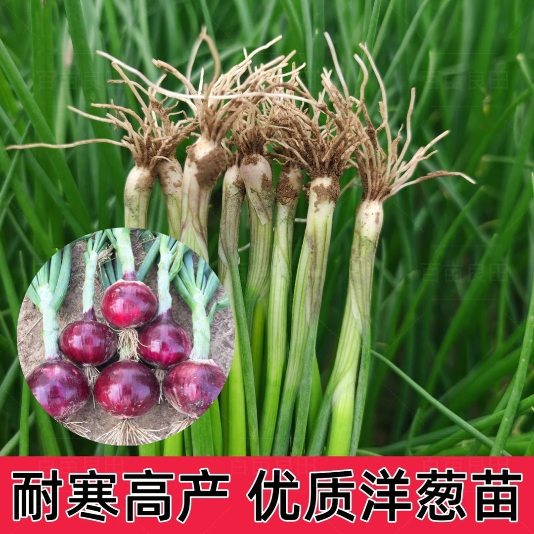紫皮洋葱苗红皮洋葱苗水果洋葱苗秋季蔬菜种苗育苗厂直发批发种苗