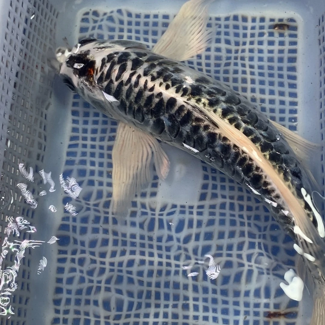 锦鲤冷水锦鲤包邮