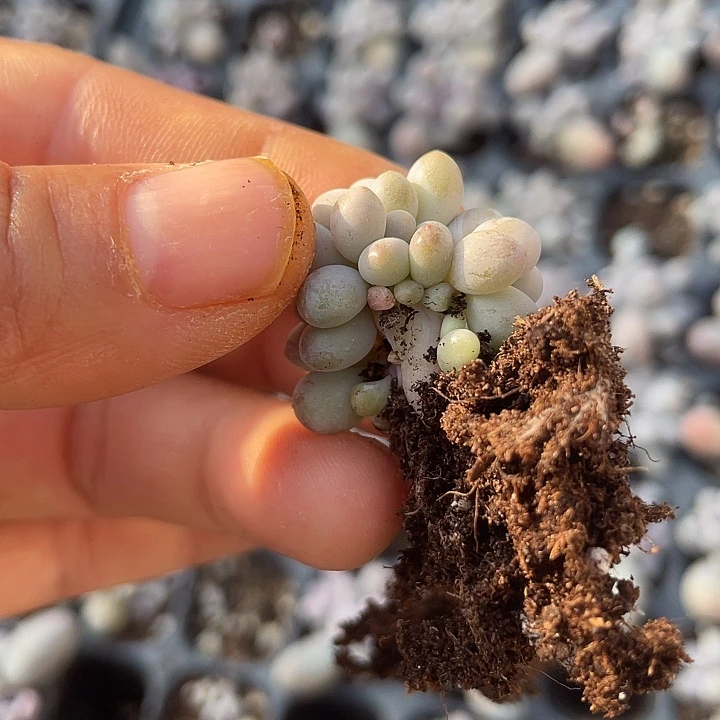 汤圆带板子随机发满18包邮