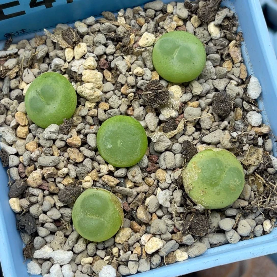 4791日系拉登五颗。