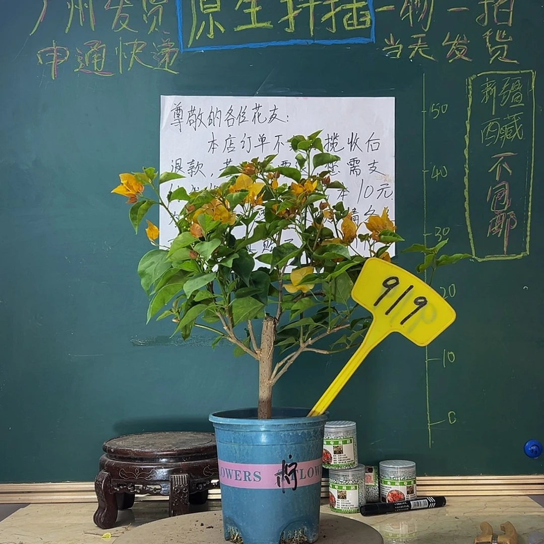 当前无花栽培后可以开花 柠檬黄 919