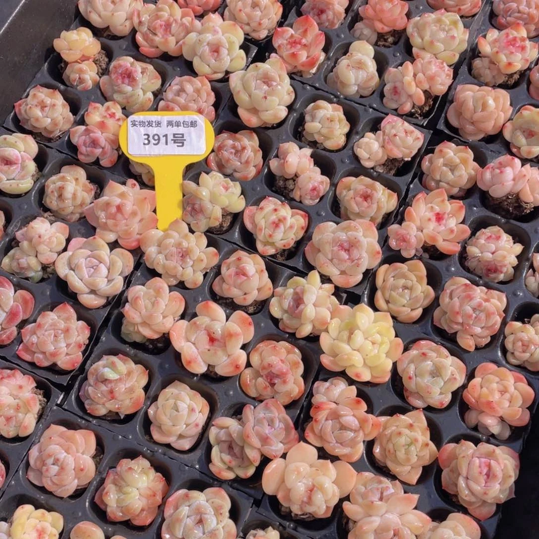 391号樱花冰魄组合九个