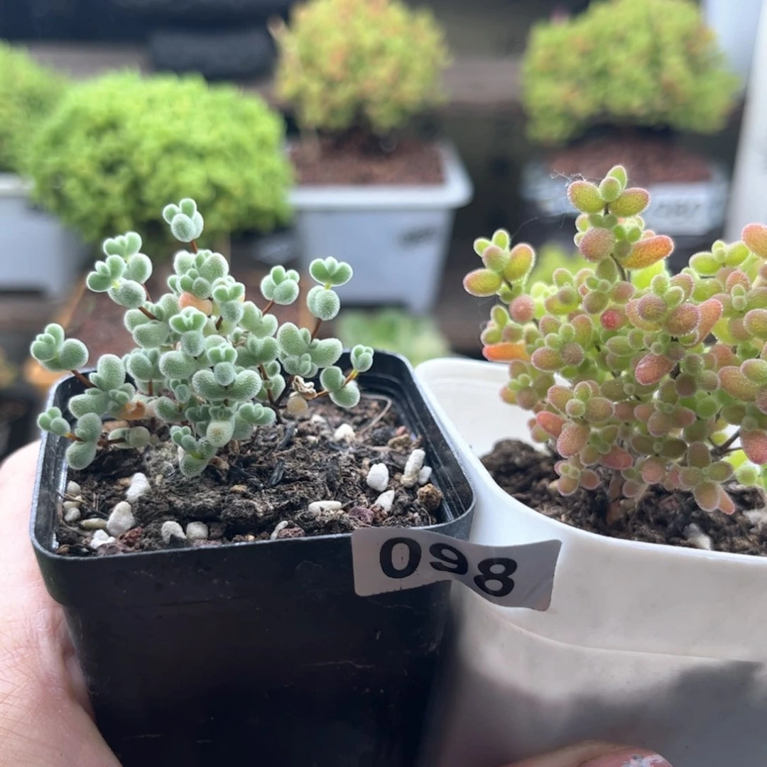 无花朵098蜜桔莱斯可爱多肉