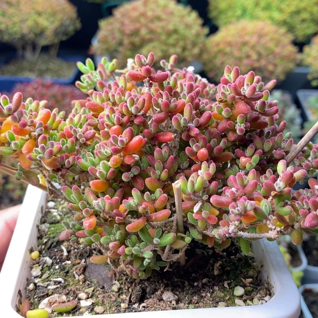1800红宝石 。