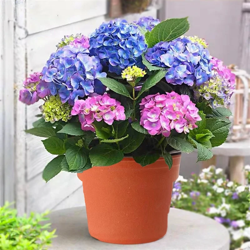 【拍一发二】绣球花苗带原盆原土当年开花