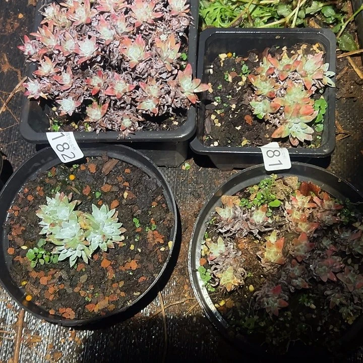 白菊仙女杯多哦去福利处理瑕疵