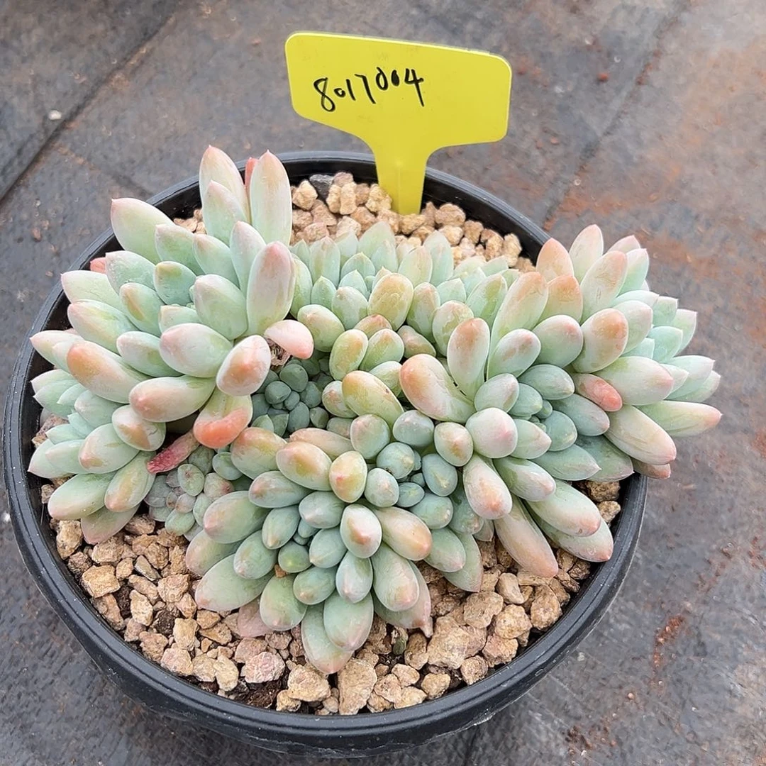 8017004 大叶奶糖群生无砍多头