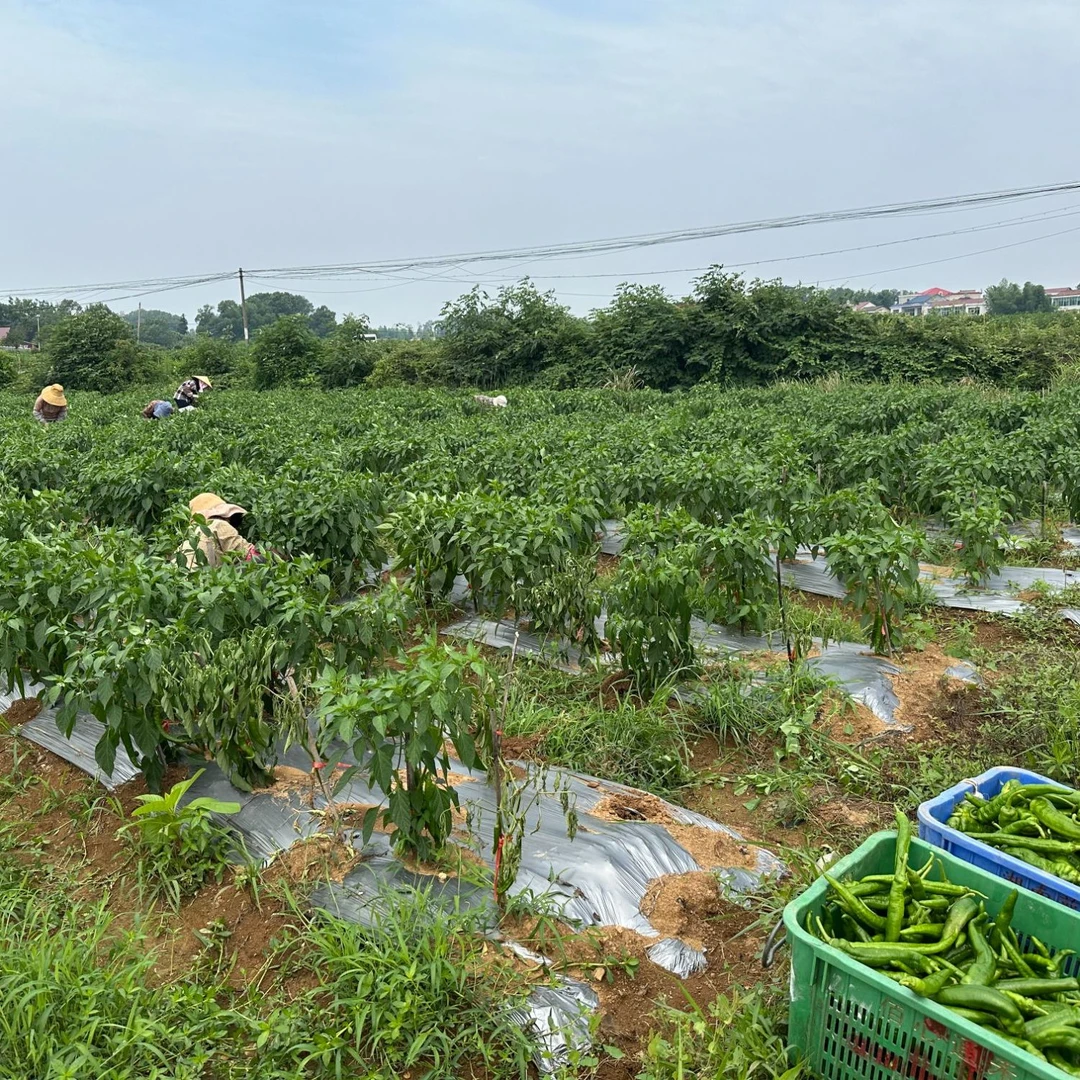 农家自种辣椒肉质厚辣味十足