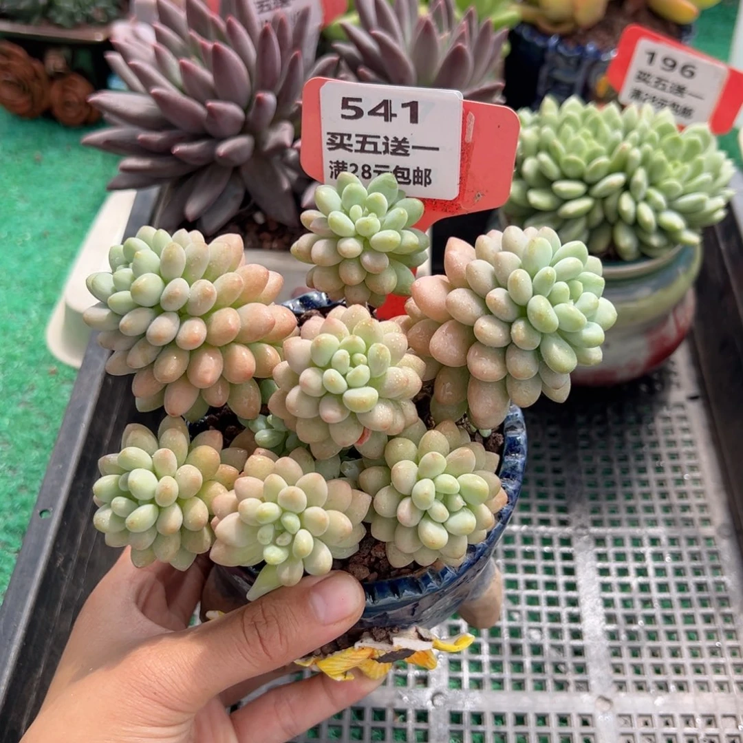 表妹精品多肉植物541.