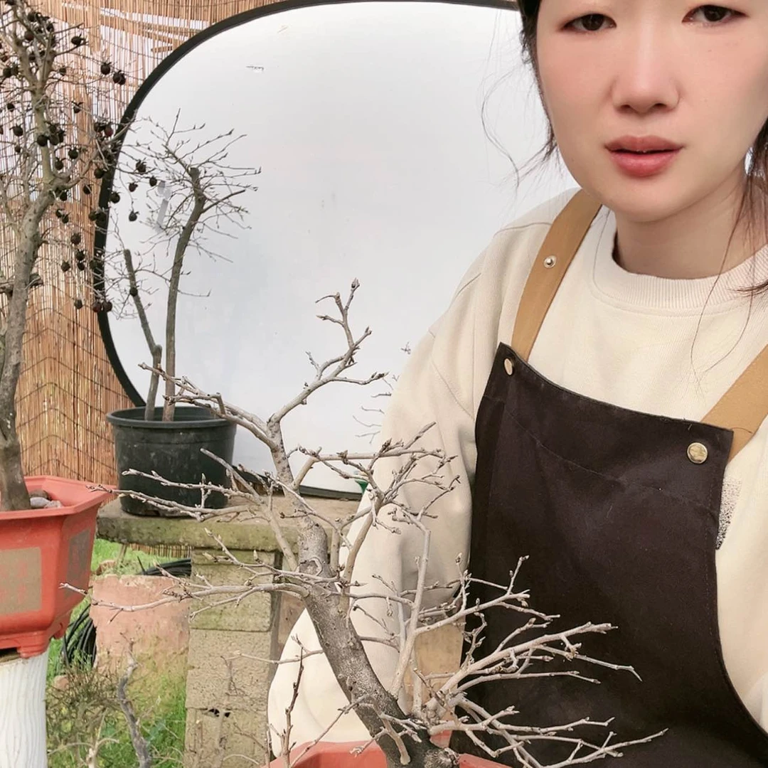 【闪购商品】老鸦柿盆景盆栽
