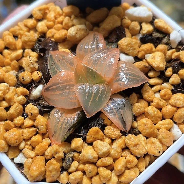 600完美糊斑香瓜島