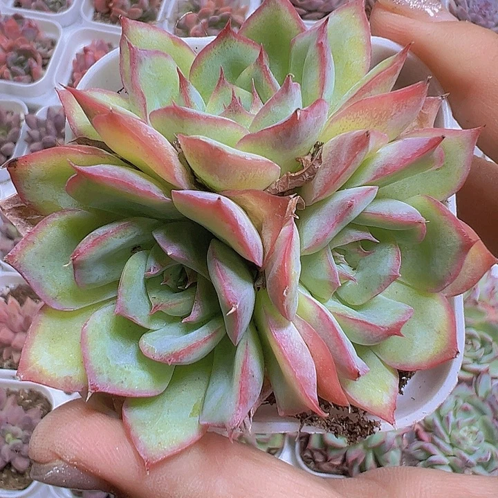侧影群19包邮多肉植物