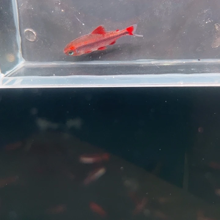 灯科鱼粉色牌2号血