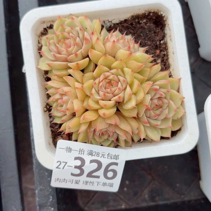 笨吧多肉无盆土发货无