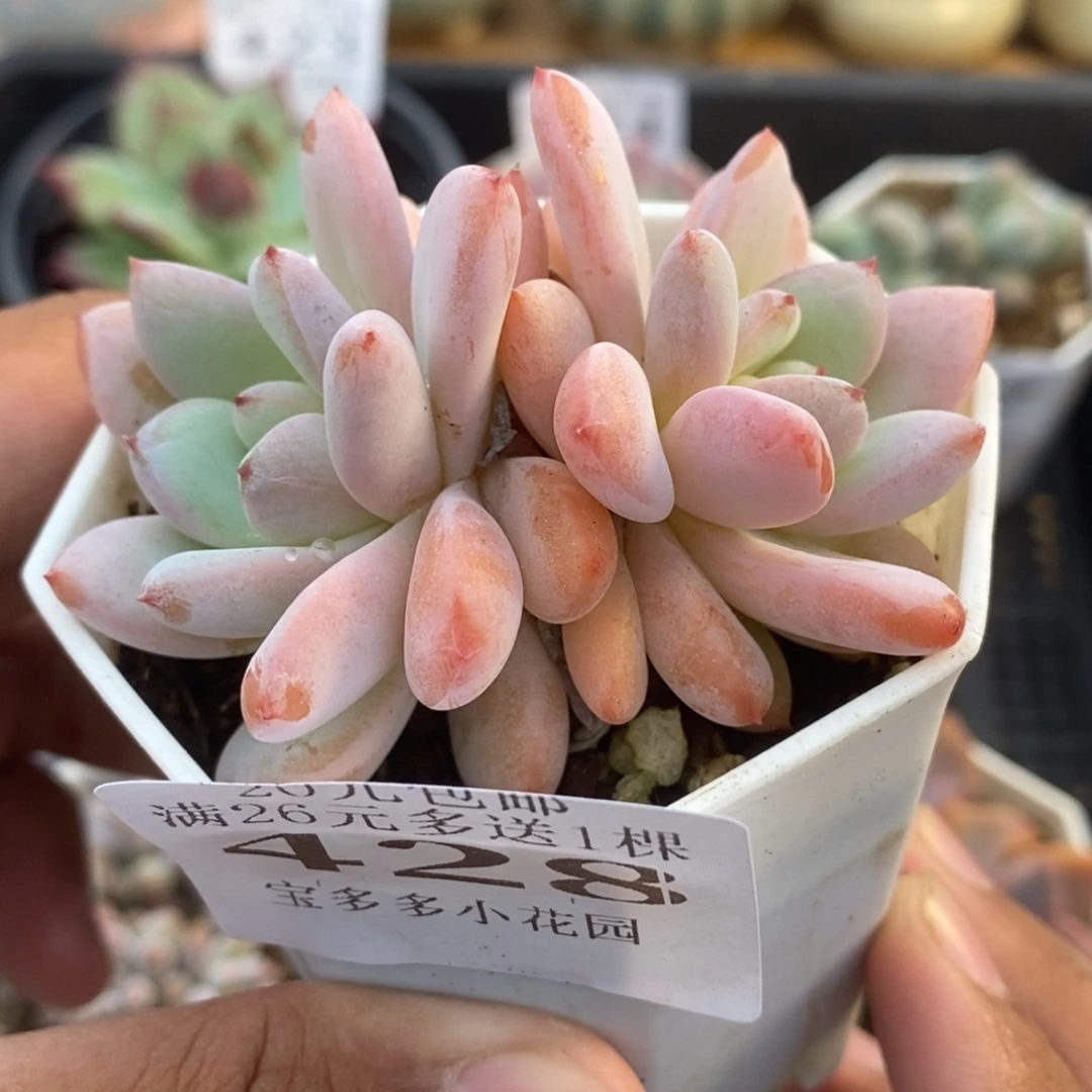双头星星雪一物一拍满20包邮满26送一颗多肉