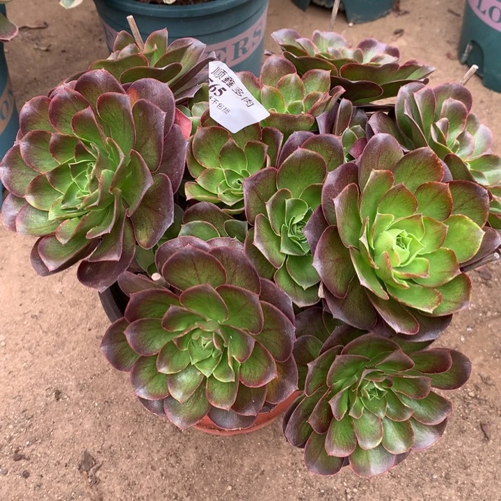 565玫瑰多肉植物特价