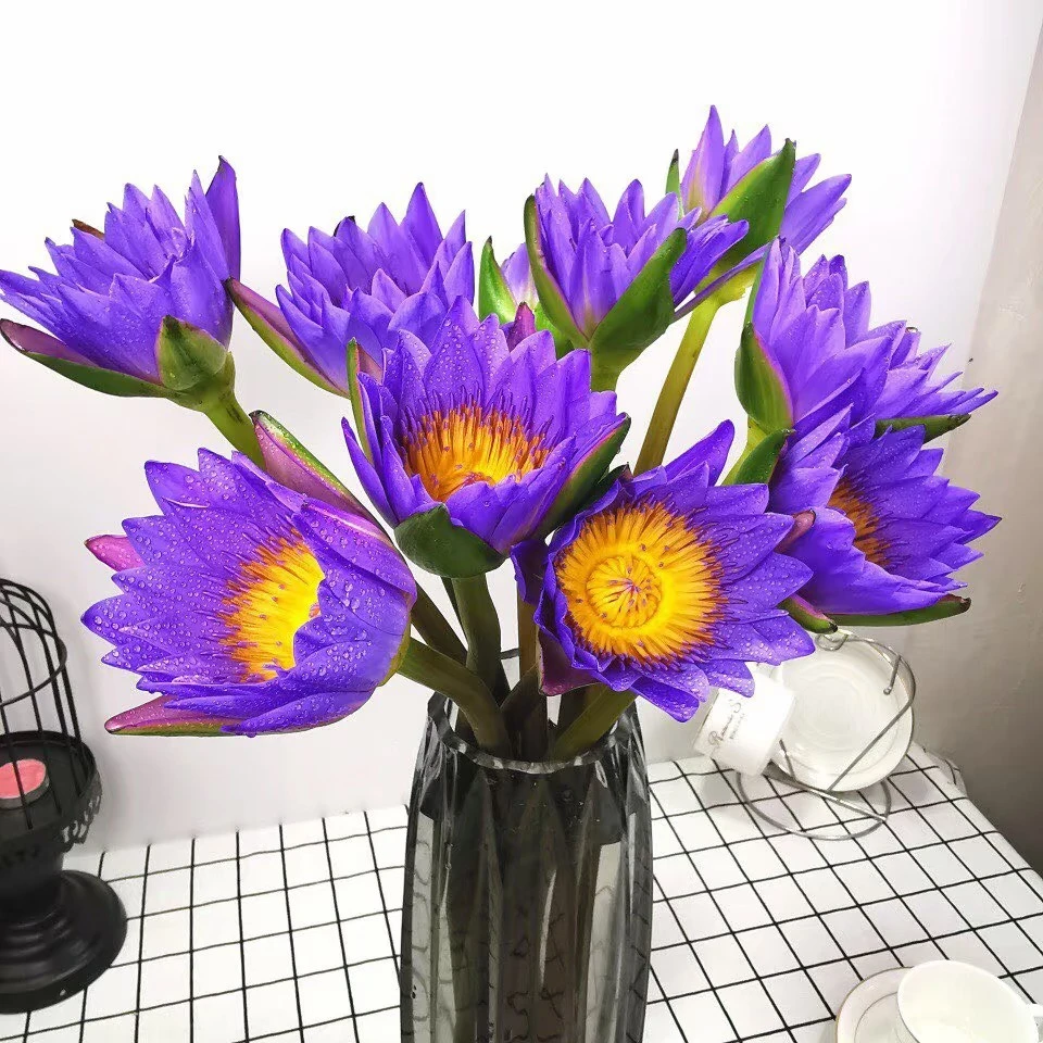 紫色睡莲鲜花水养插花花束常州同城1小时送达