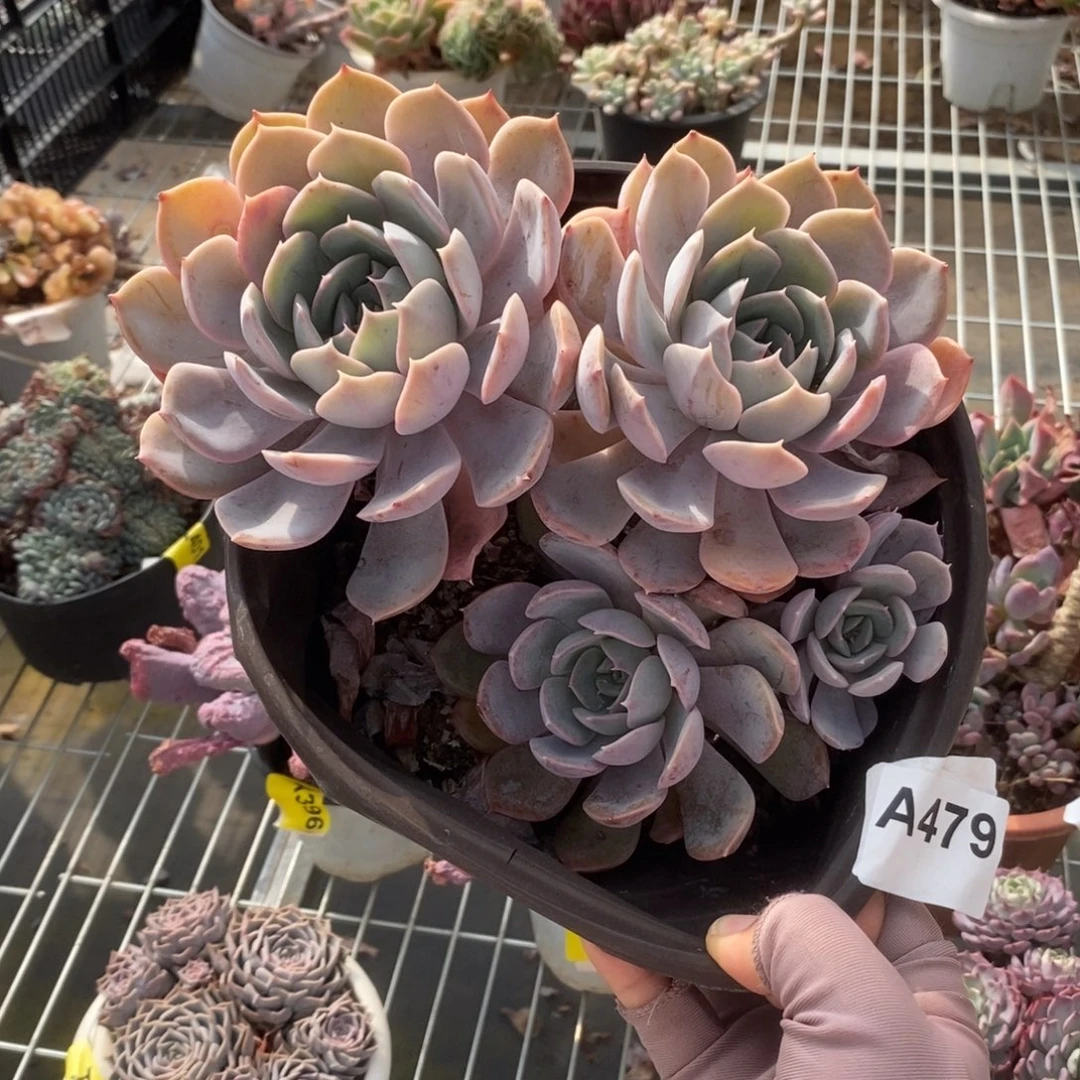 479紫悦老桩一物一拍