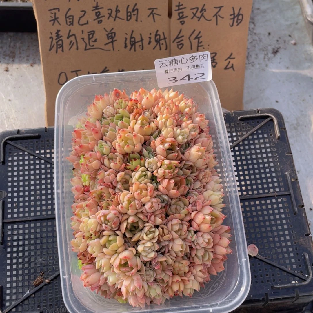 云糖心多肉植物342