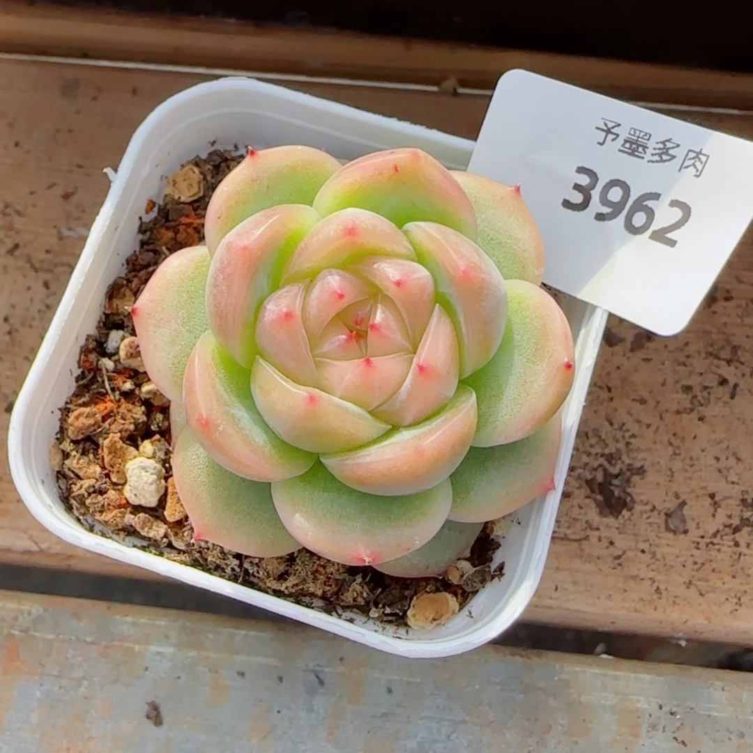 3***缘胭脂珍妮，3962多肉植物