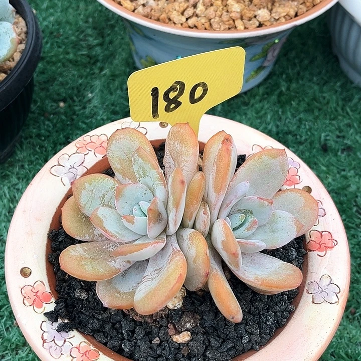 双头奶茶180号码牌子的
