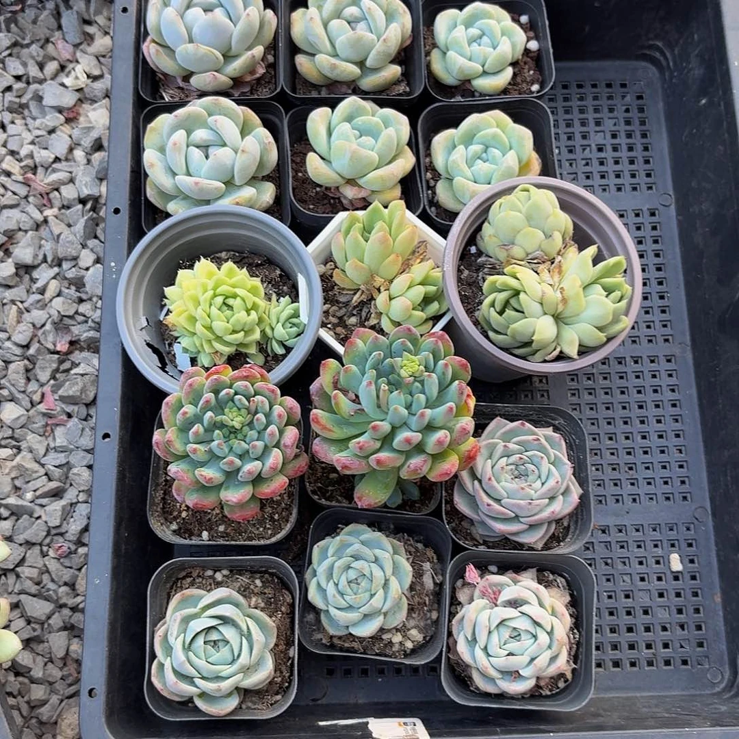 组合一筐。多肉植物 你好可爱