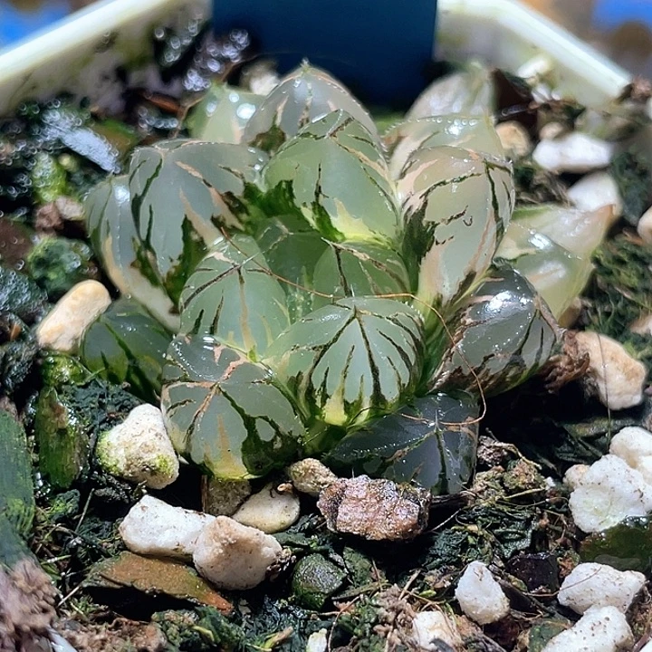 755水晶实生锦特团福利