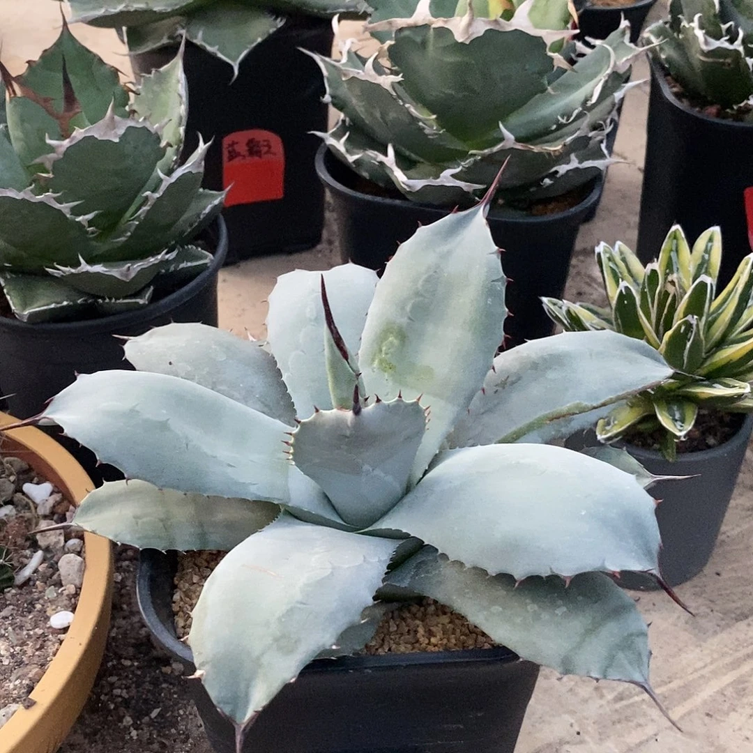 15公分以上虚空藏