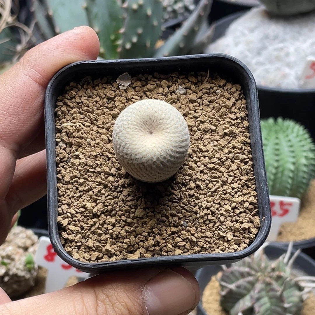 实生正版小人帽子仙人球