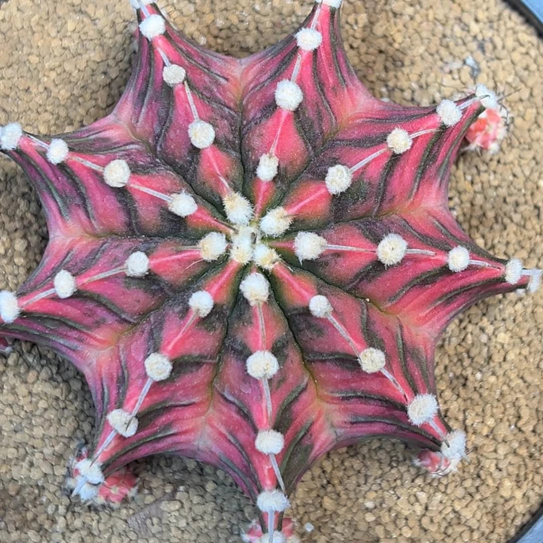 泰系实生肋骨锦00