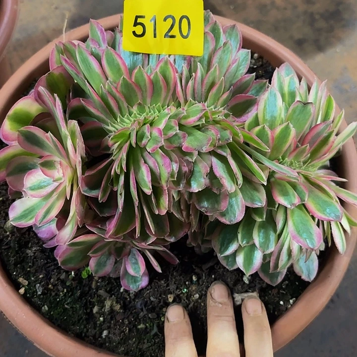 哈哈多肉葡萄福利来5120个