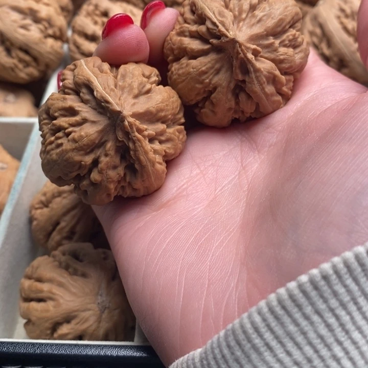 *****霸王龙全品无修一刀没动