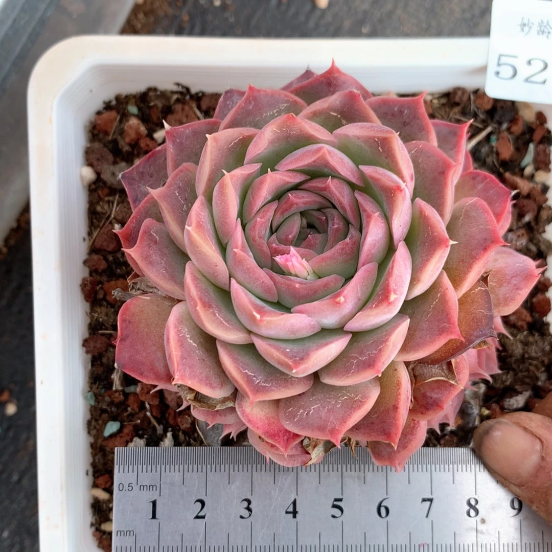 5224杂交多肉植物