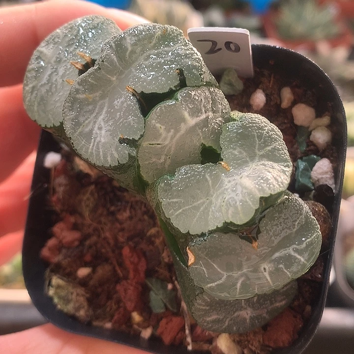 20号曲玉玉扇一物一拍