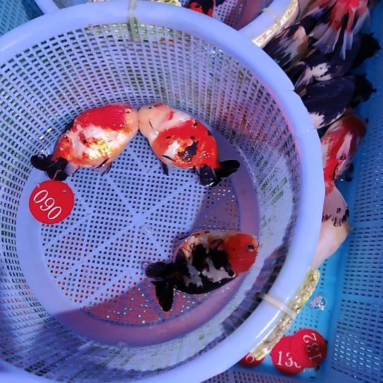 乐***昂金鱼090兰寿三只特价顺丰包邮