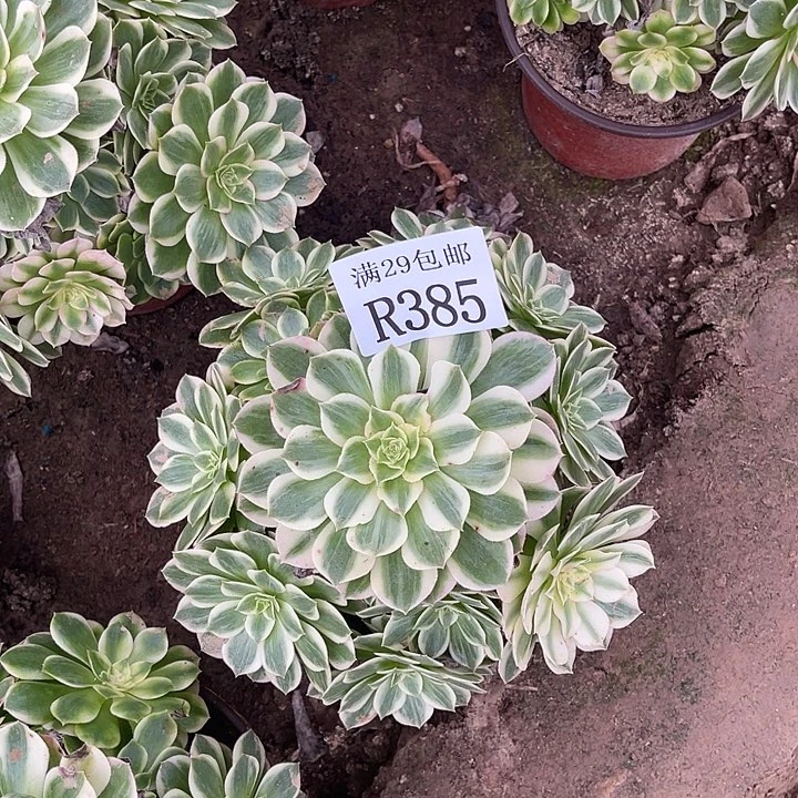 385粉体海王多肉植物
