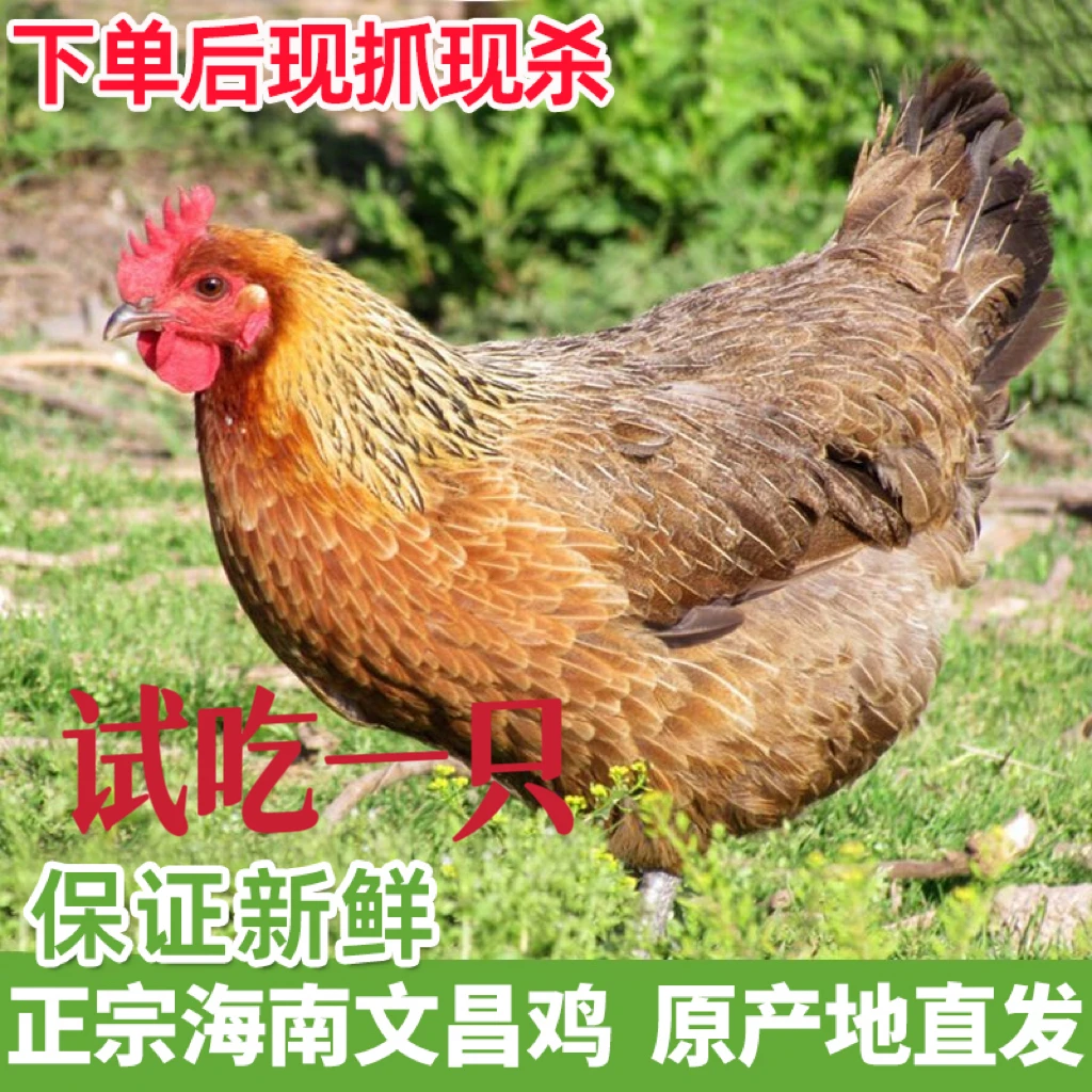 【海南文昌鸡】2只现杀椰林散养240天文昌鸡净重4.6-5.6斤