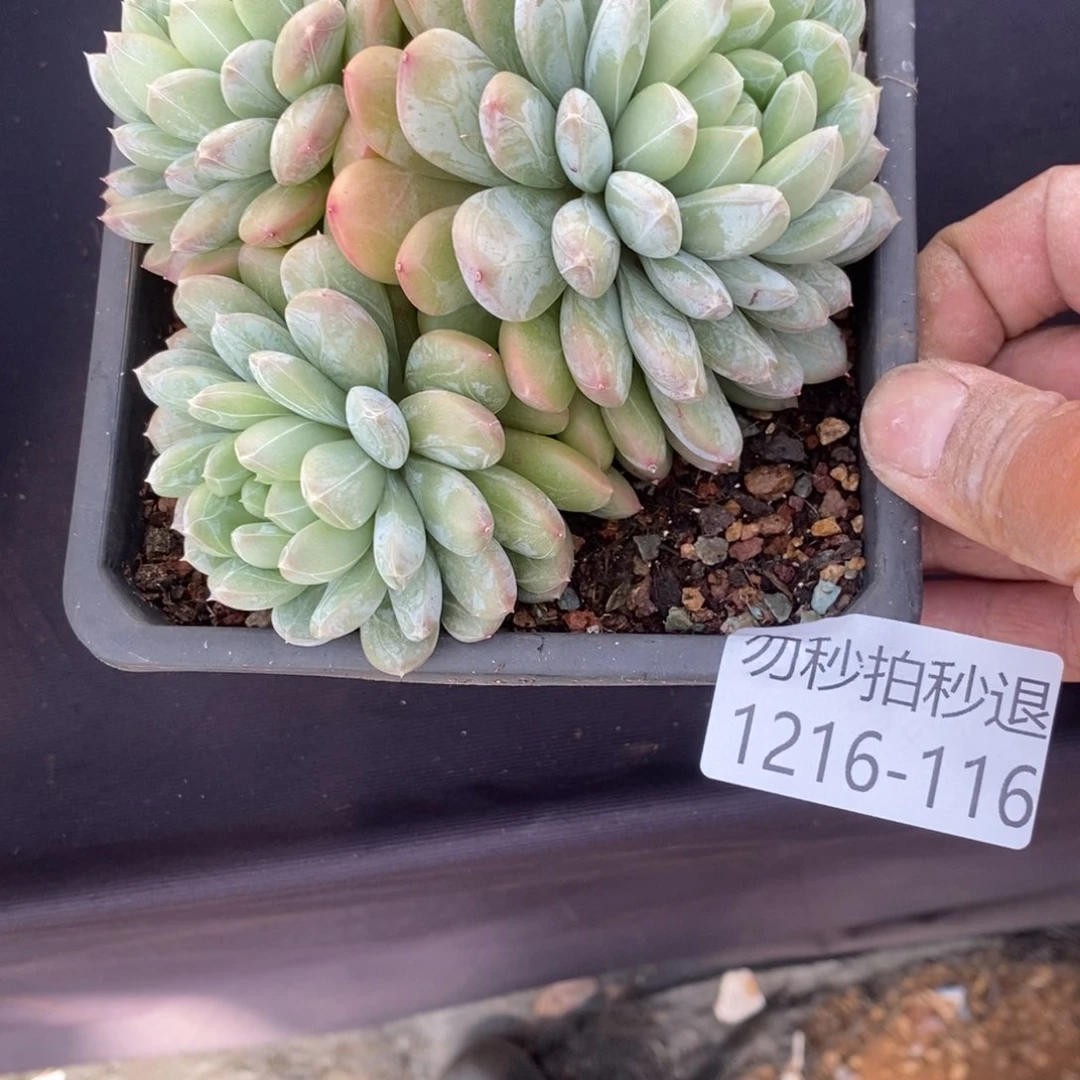 ?**灯勿秒拍秒退1216-116百搭