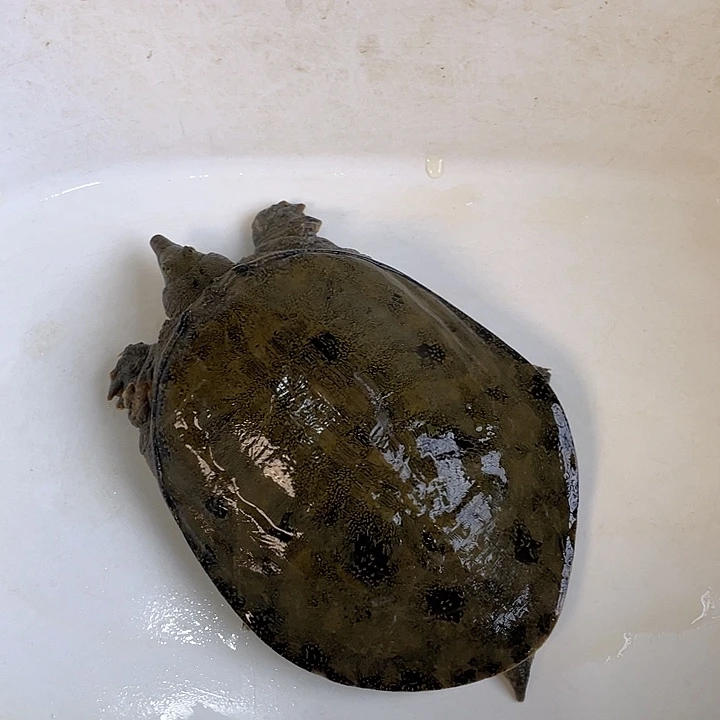 金***店中国大陆福利鱼包活不退换