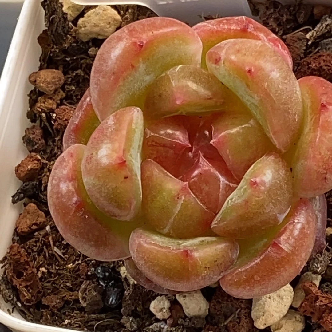 天官赐福百无禁忌