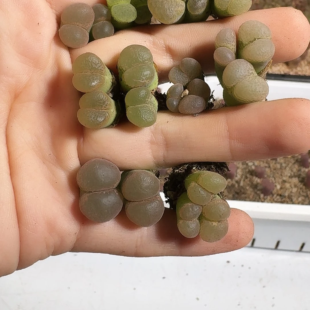 阳***肉多肉植物福利风铃268