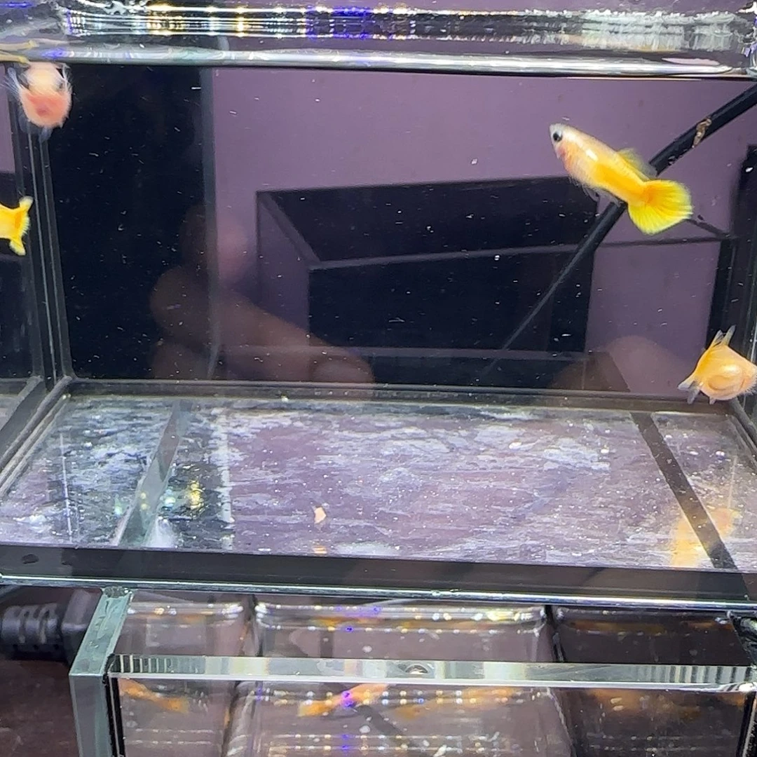 孔雀鱼短体黄金玻璃猫两对