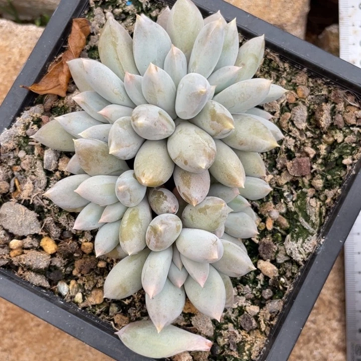 黄体，胖体，哥特，7头无砍