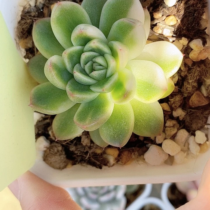 不知名东云一物一拍