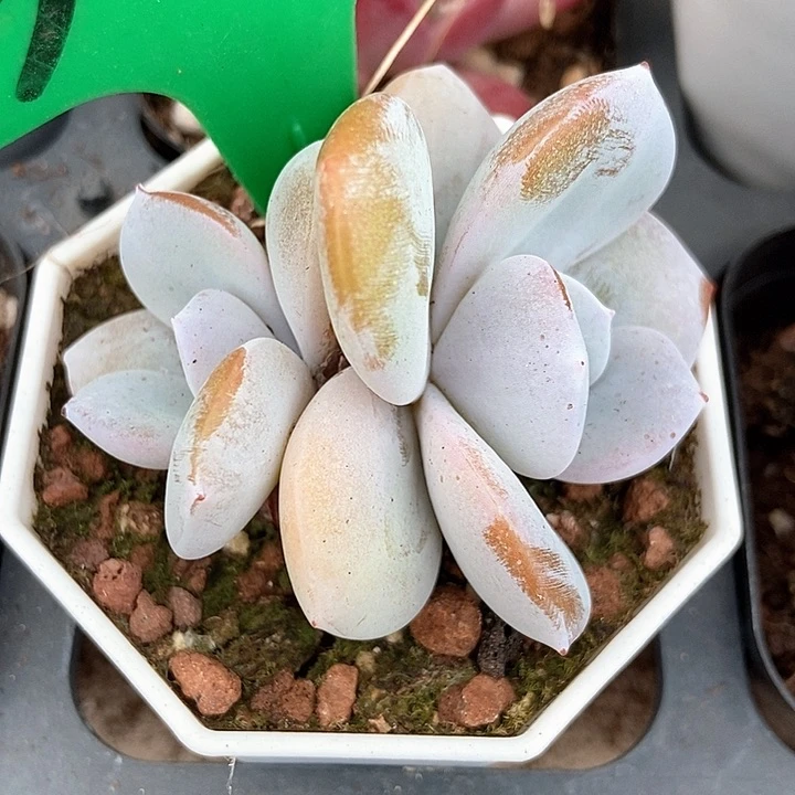 多肉植物双头奶茶3068