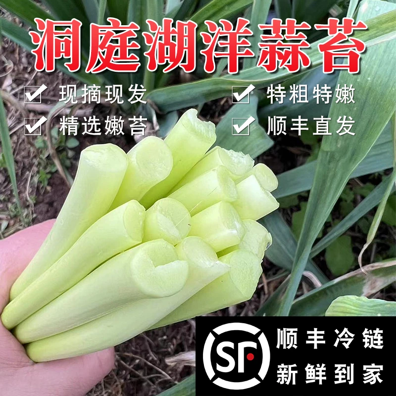 新鲜蒜苔【手指粗】洞庭洋蒜苔蒜薹2025年农家蒜苔顺丰包邮5斤批发