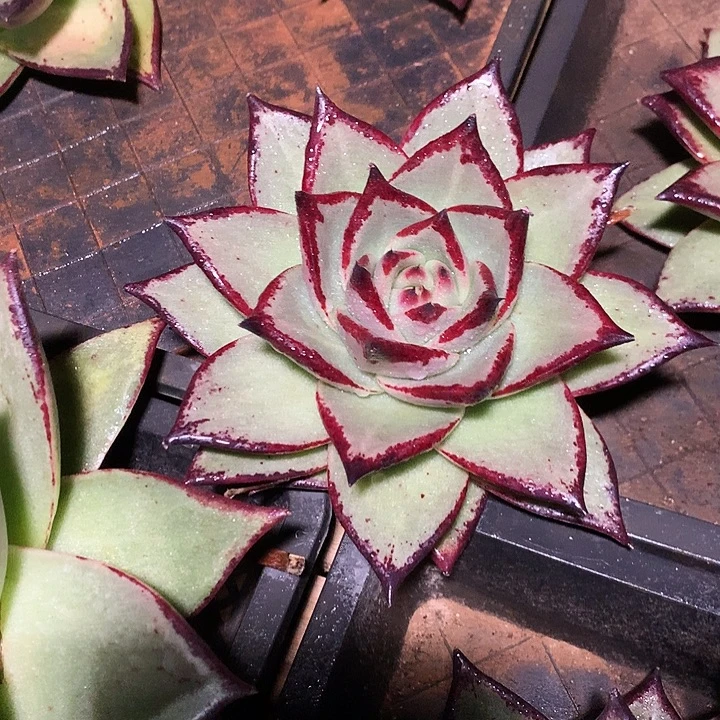 美肉特价活动开始了