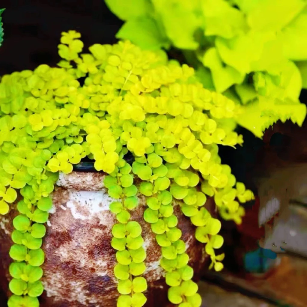 金叶过路黄多年生宿根地被植物阳台庭院花卉