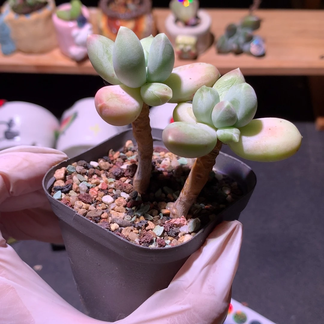 天空美人奶酪多肉天空